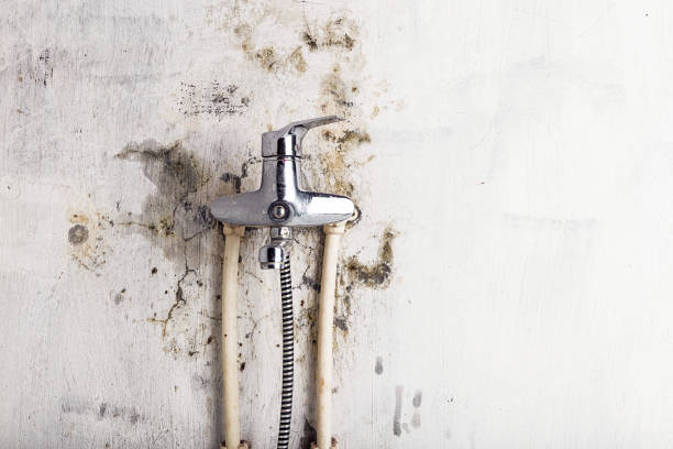 Office Mold Removal Services in Doffing, TX