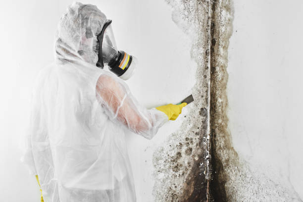 Best Mold Testing  in Doffing, TX