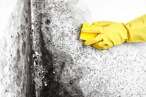 Best Certified Mold Removal  in Doffing, TX