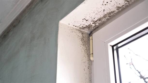 Best Professional Mold Removal  in Doffing, TX