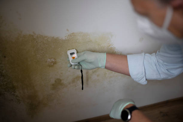 Best Affordable Mold Removal  in Doffing, TX