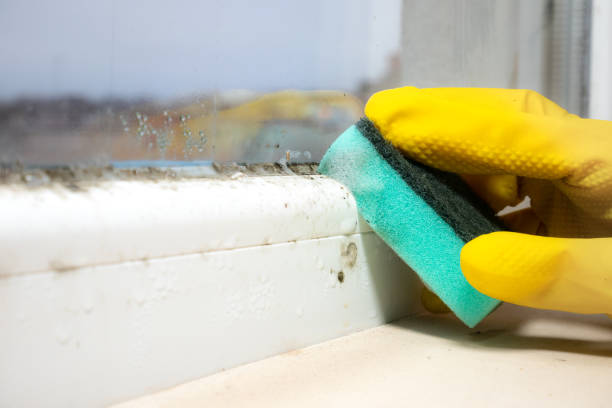 Best Emergency Mold Removal  in Doffing, TX