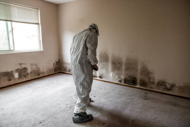 Best Commercial Mold Removal  in Doffing, TX
