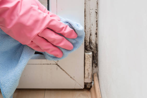 Doffing, TX Mold Removal Company