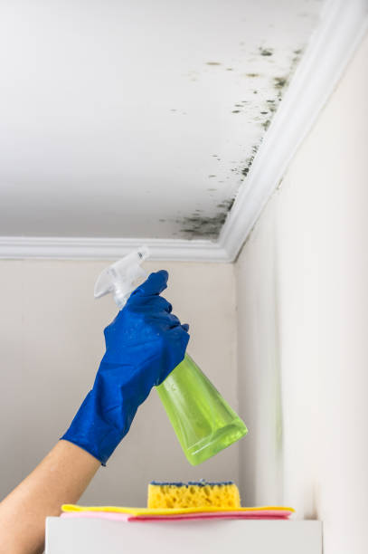 Best Office Mold Removal Services  in Doffing, TX