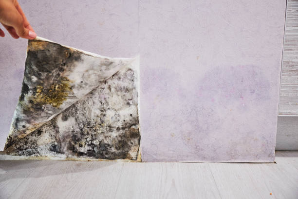 Best Mold Cleaning Services  in Doffing, TX